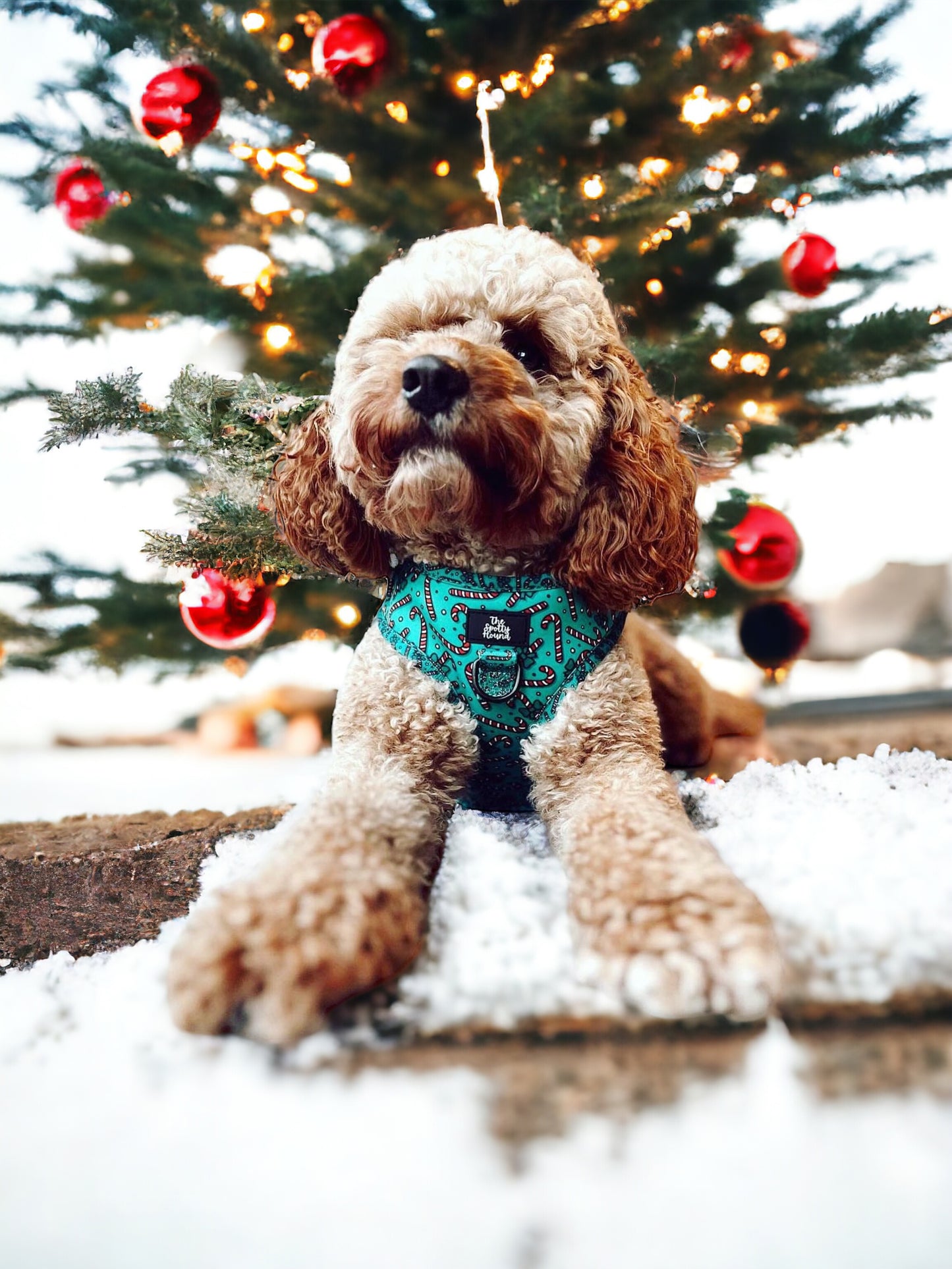 Candy Cane Cutie - Harness