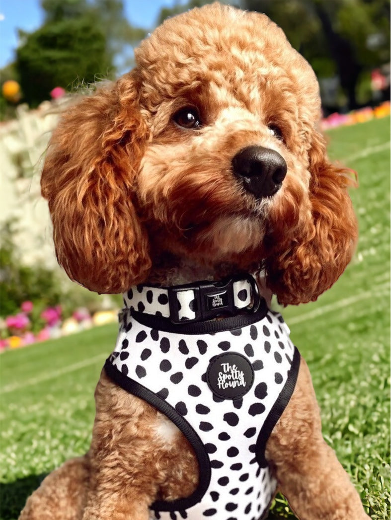 Dixie Dalmatian - Harness