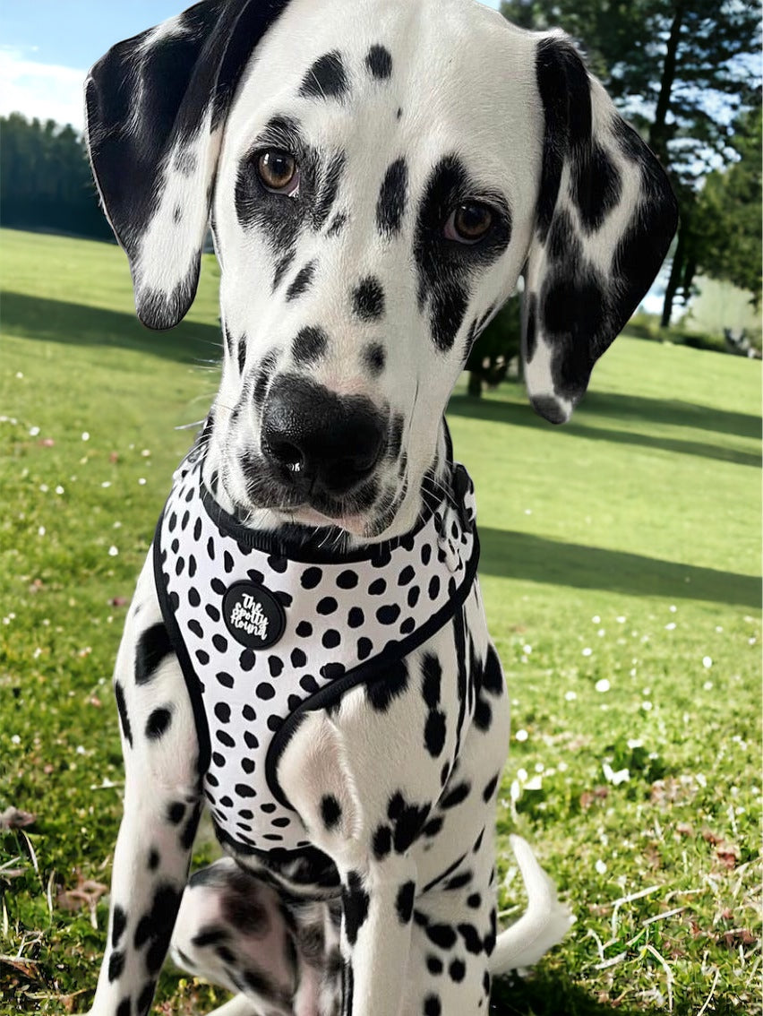 Dixie Dalmatian - Harness