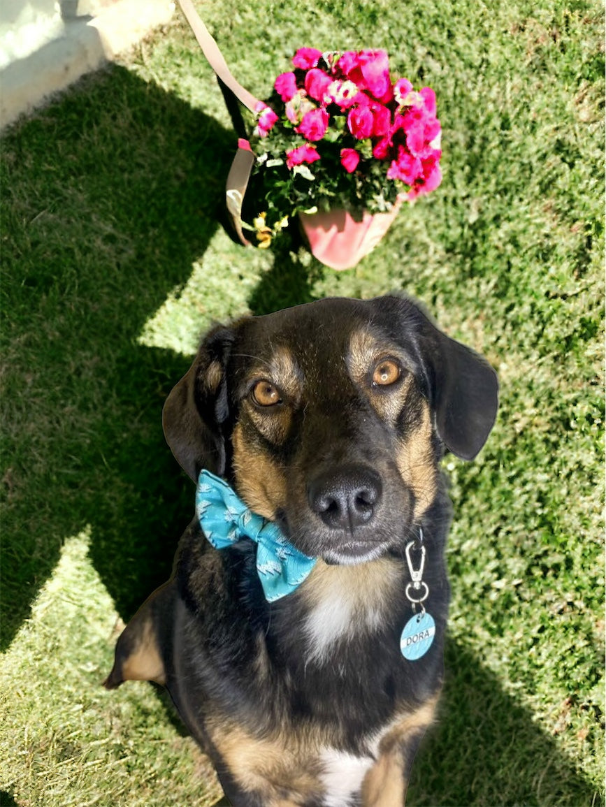 Lightning Love - Bow Tie