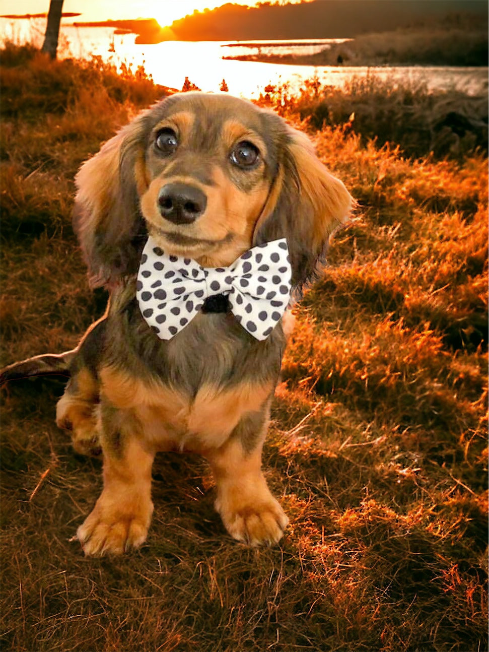 Dixie Dalmatian - Bow Tie